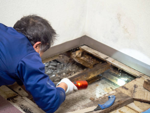 Best White Mold Remediation in Embreeville, TN