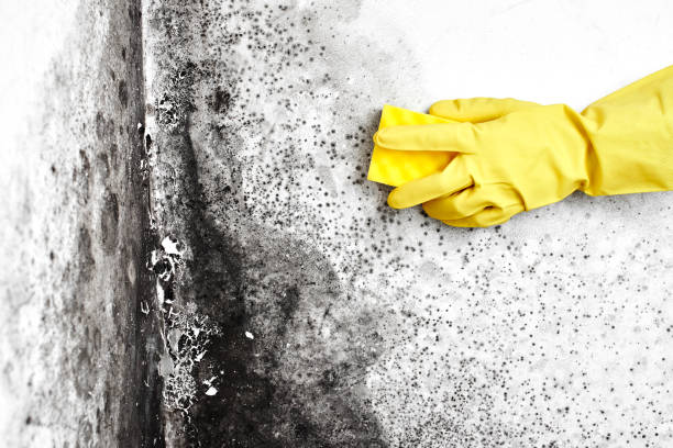 Embreeville, TN Mold Remediation Company