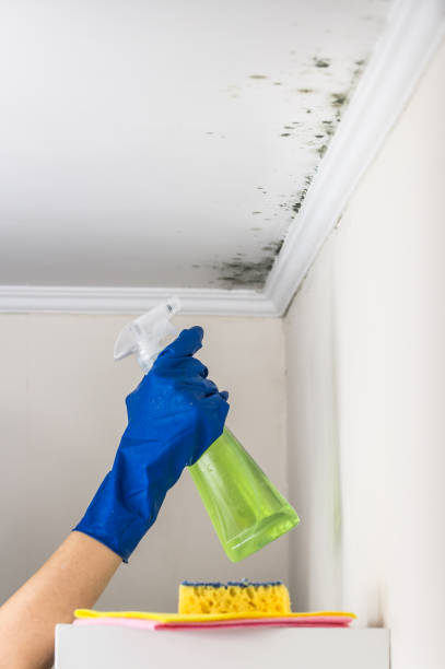 Best Basement Mold Remediation in Embreeville, TN